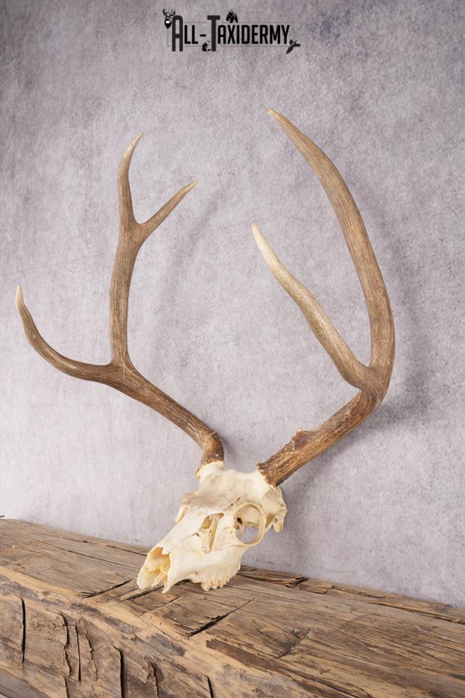 Mule Deer Skull SKU 2851 - Image 3