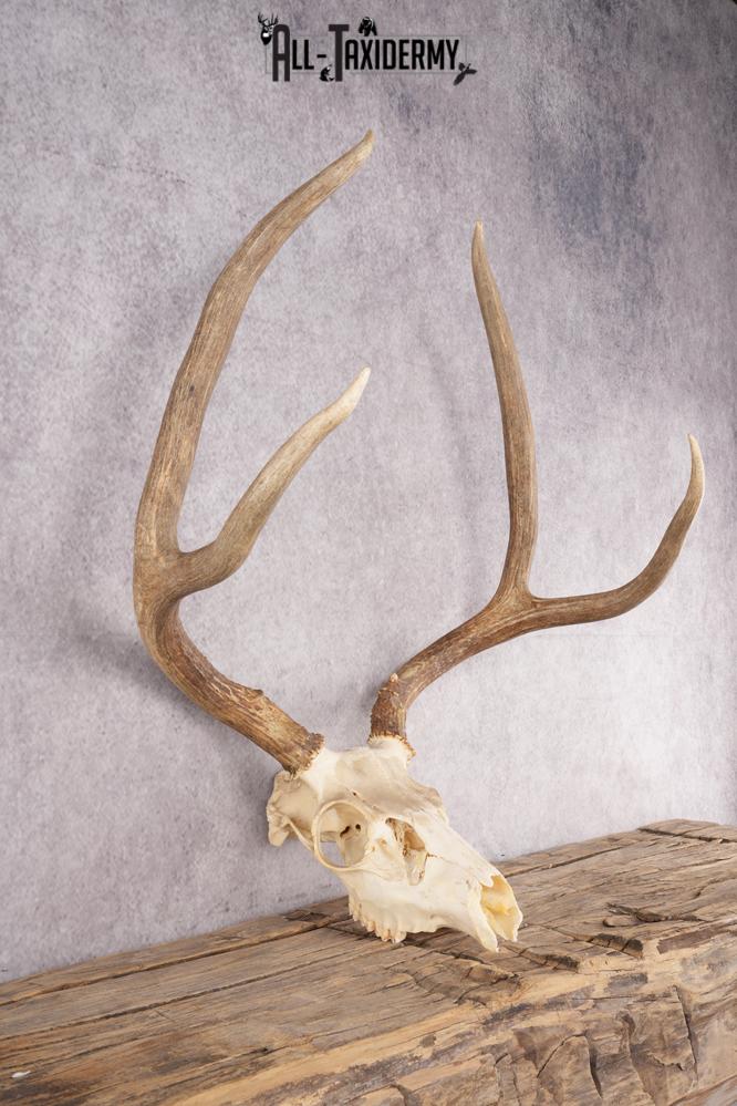 Mule Deer Skull SKU 2851 - Image 2