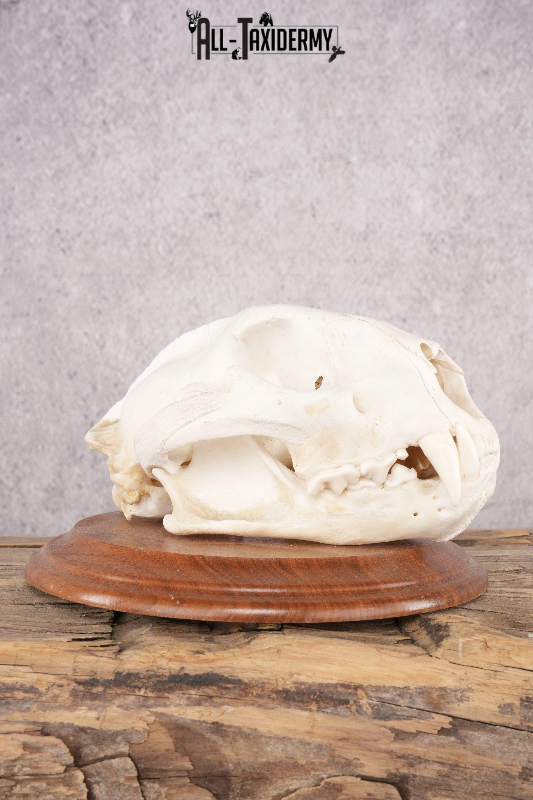 Cougar Skull SKU 2870 - Image 2