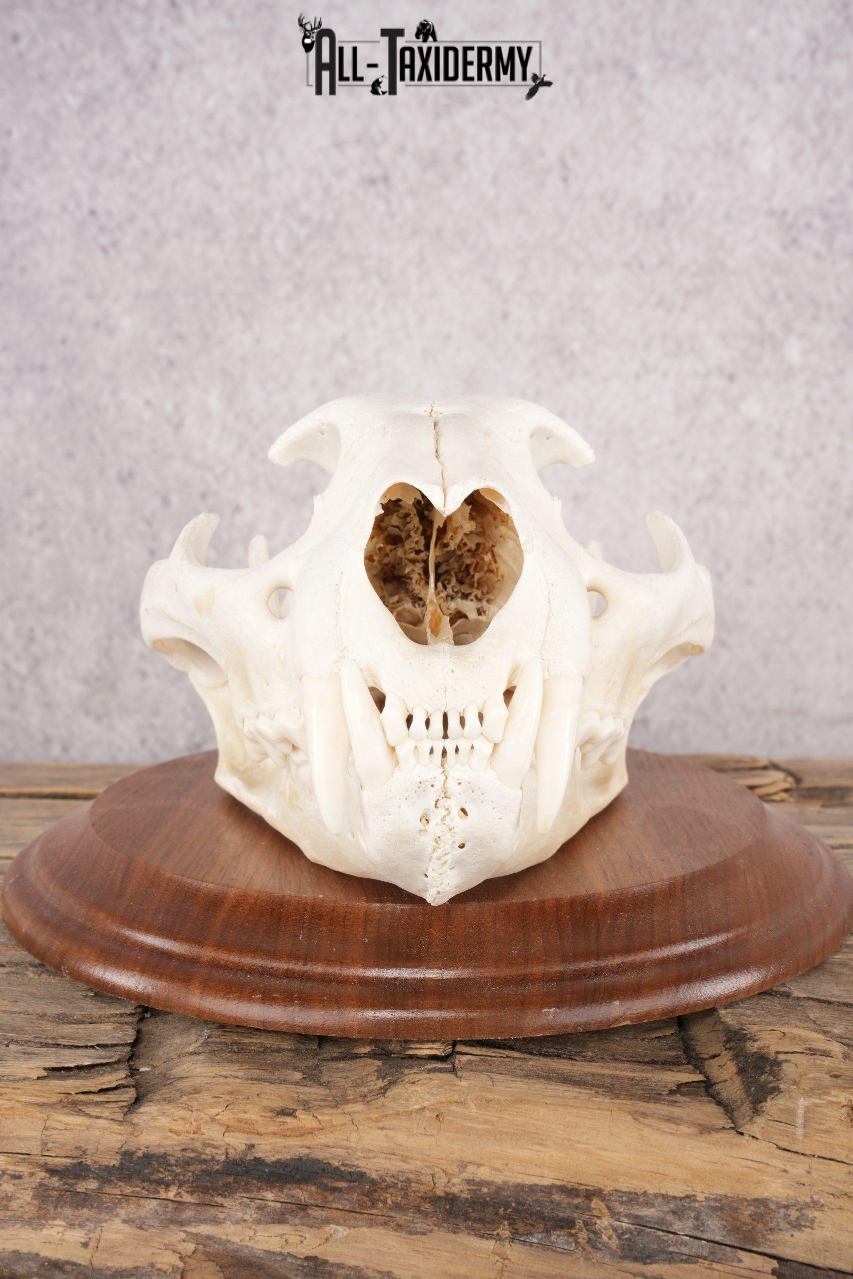 Cougar Skull SKU 2870 - Image 3