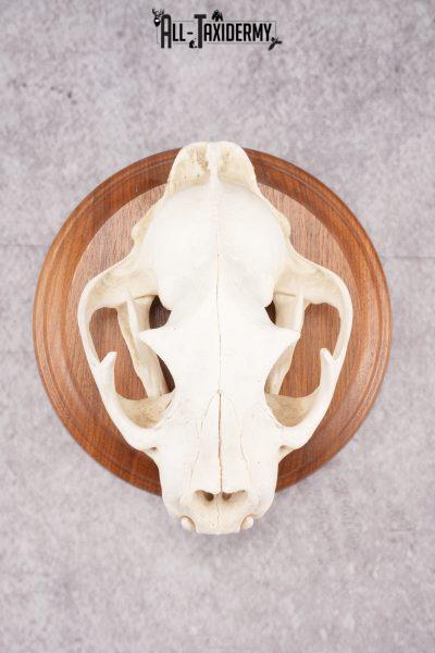 Cougar Skull SKU 2870