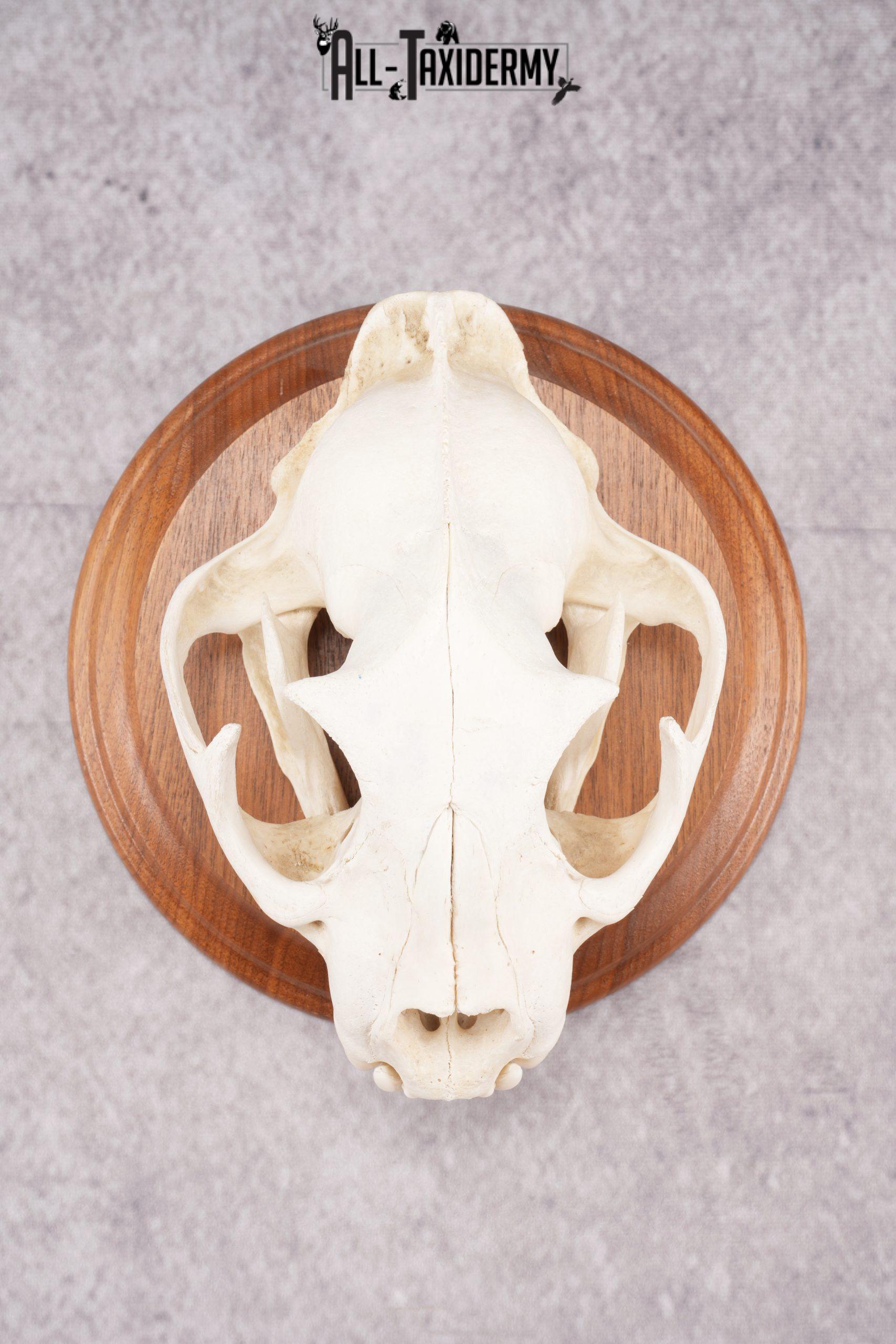 Cougar Skull SKU 2870