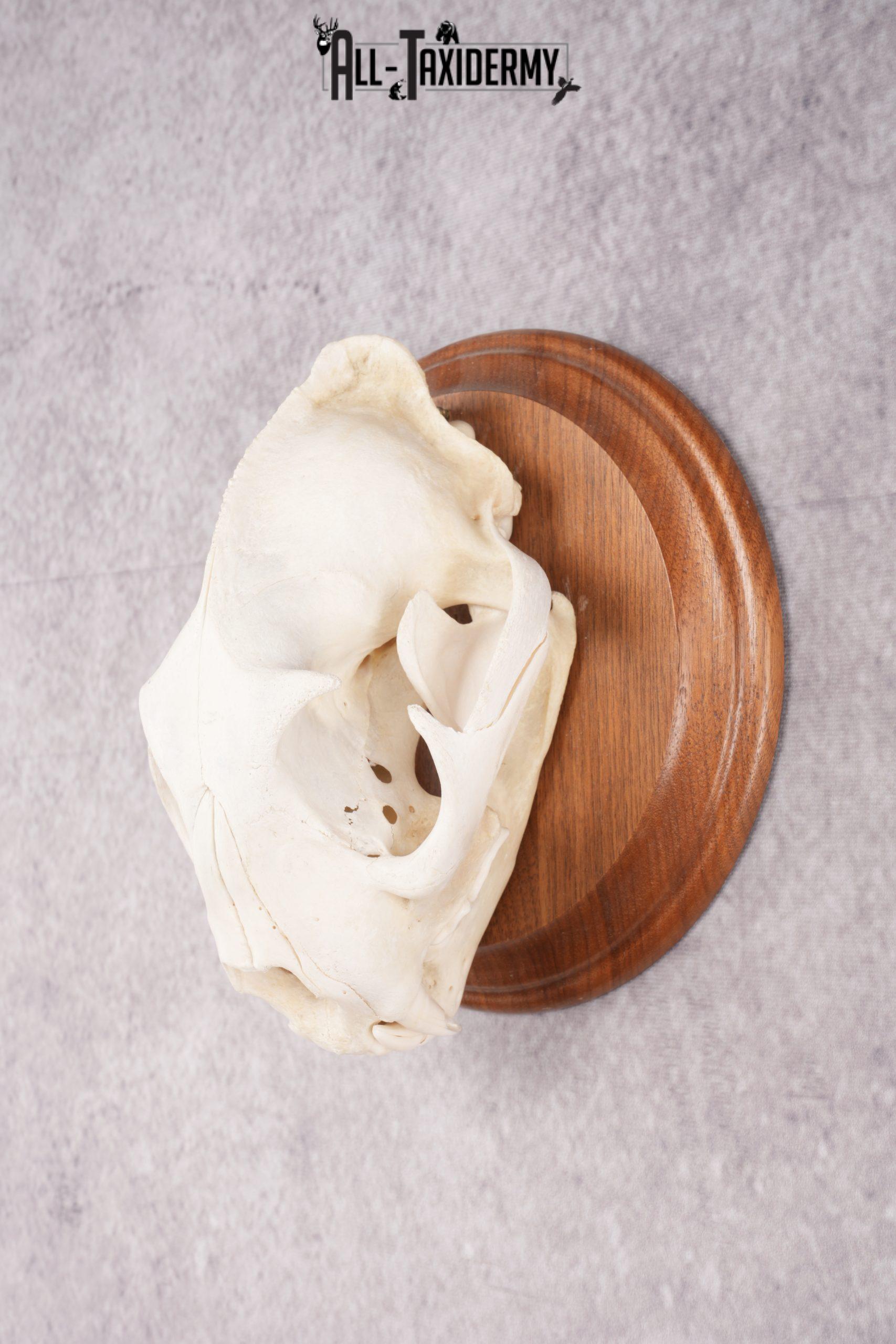 Cougar Skull SKU 2870 - Image 5