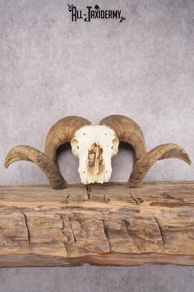 Wild Sheep Skull SKU 2877