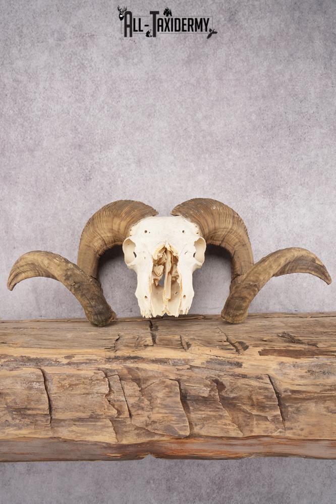 Wild Sheep Skull SKU 2877