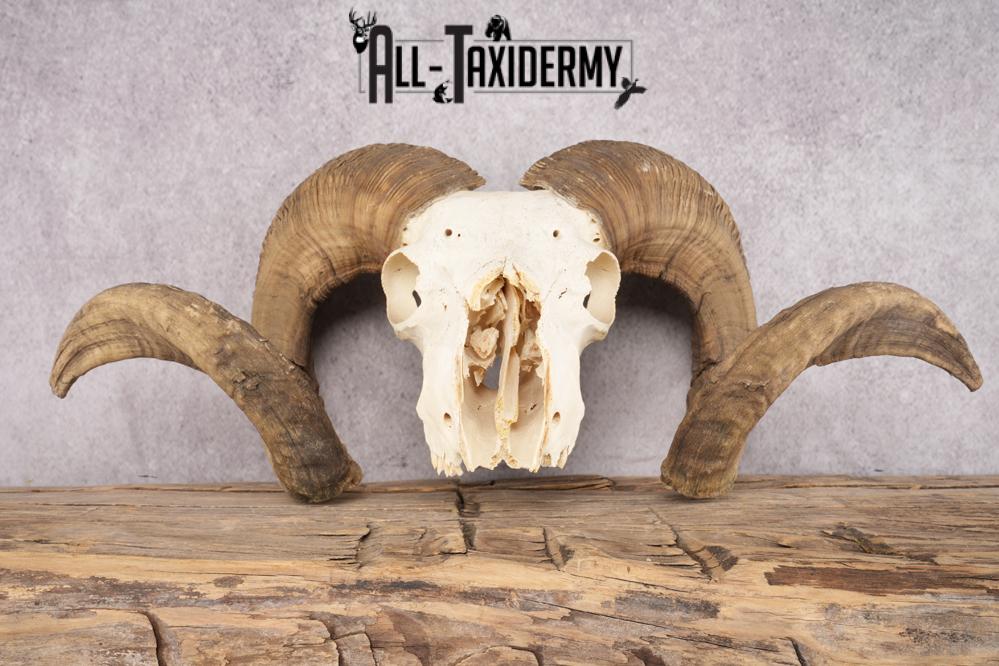 Wild Sheep Skull SKU 2877 - Image 4