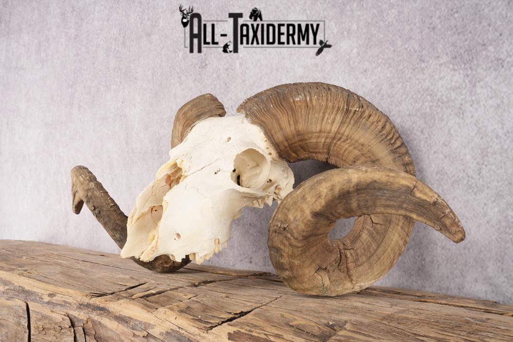 Wild Sheep Skull SKU 2877 - Image 3