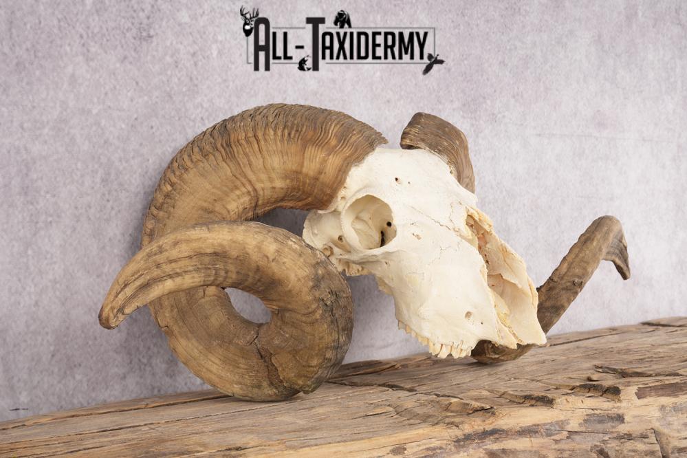 Wild Sheep Skull SKU 2877 - Image 2