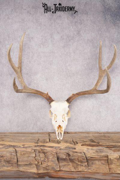 Mule Deer Skull SKU 2850