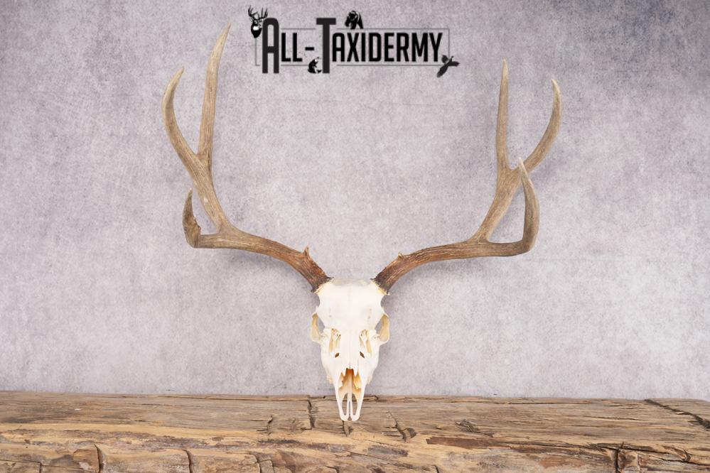 Mule Deer Skull SKU 2850 - Image 4