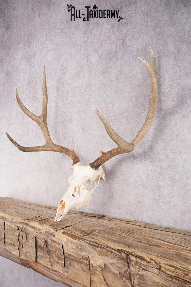 Mule Deer Skull SKU 2850 - Image 3