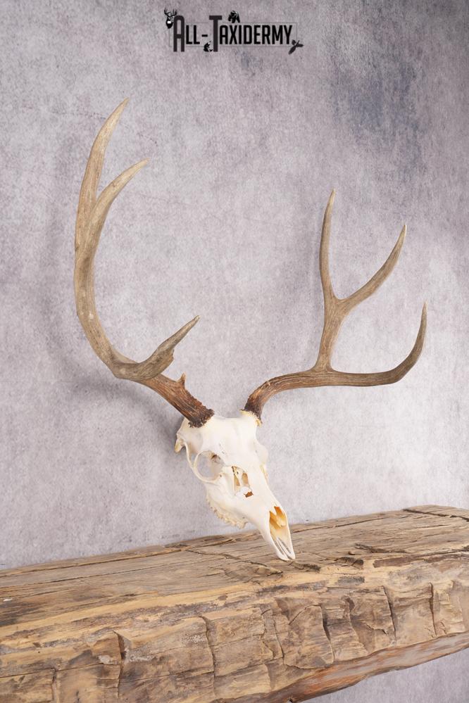 Mule Deer Skull SKU 2850 - Image 2