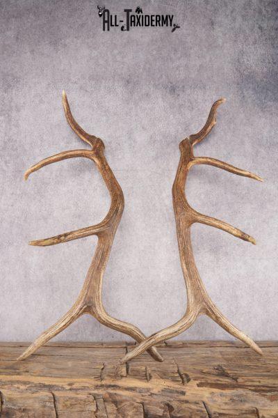 Elk Cut Off Antlers SKU 2849