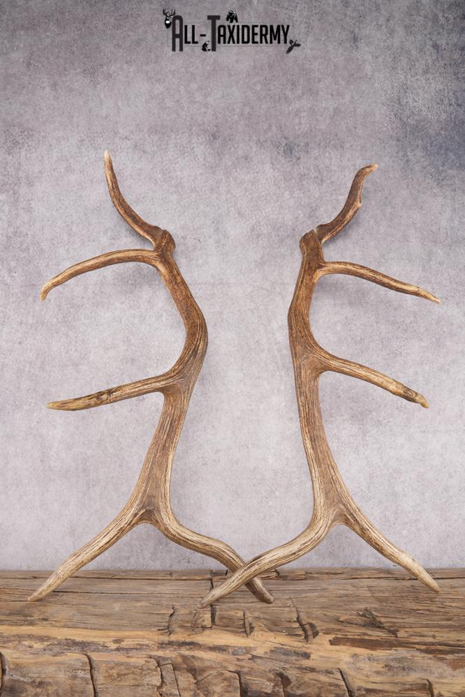 Elk Cut Off Antlers SKU 2849