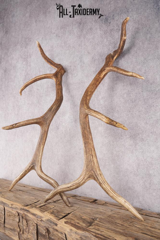 Elk Cut Off Antlers SKU 2849 - Image 3