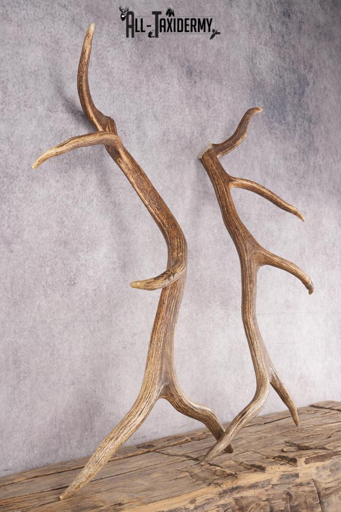 Elk Cut Off Antlers SKU 2849 - Image 2