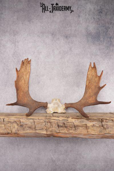 Shiras Moose Skull Cap SKU 2847