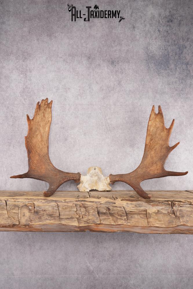 Shiras Moose Skull Cap SKU 2847