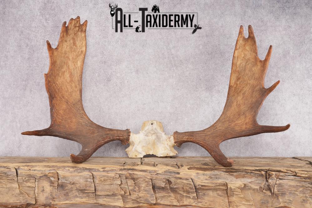 Shiras Moose Skull Cap SKU 2847 - Image 4