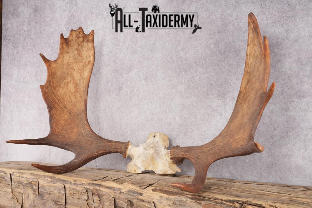 Shiras Moose Skull Cap SKU 2847 - Image 3