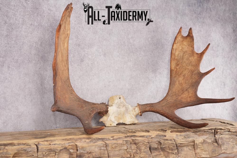 Shiras Moose Skull Cap SKU 2847 - Image 2