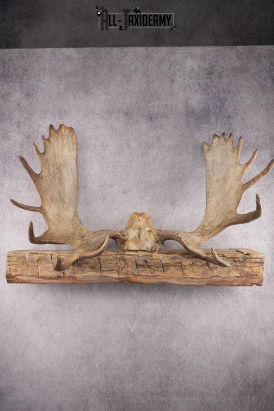 Moose Skull Cap SKU 2848