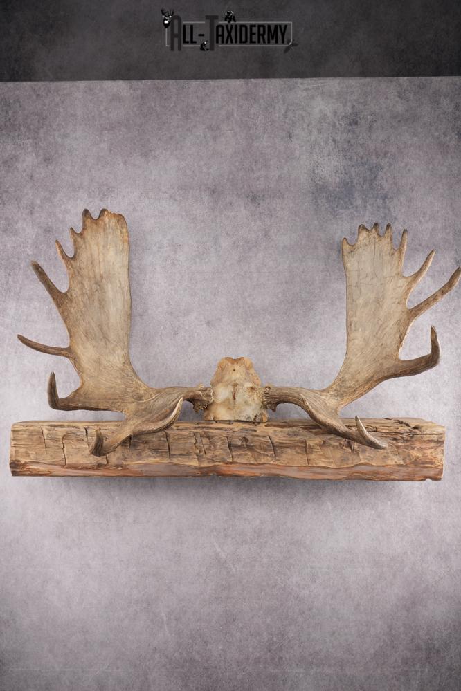 Moose Skull Cap SKU 2848