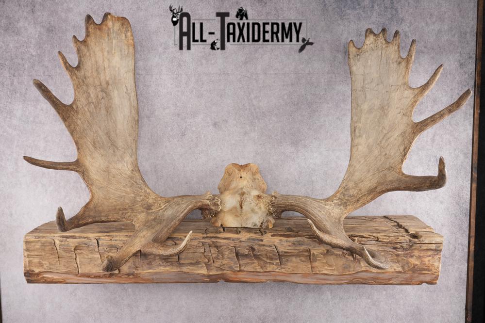 Moose Skull Cap SKU 2848 - Image 6