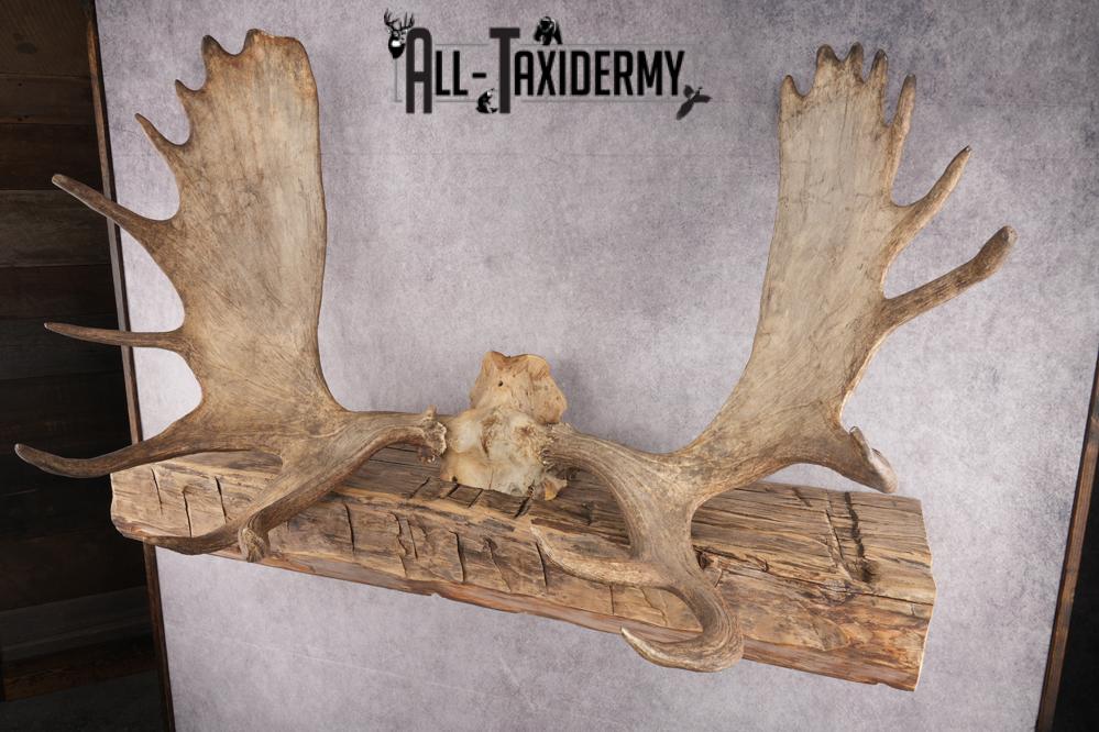 Moose Skull Cap SKU 2848 - Image 5