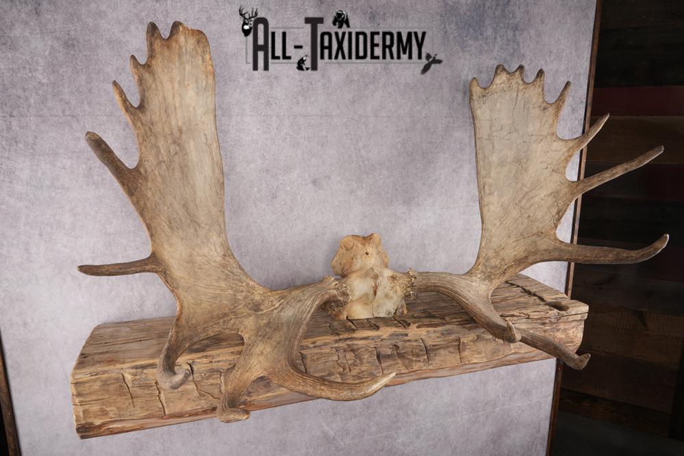 Moose Skull Cap SKU 2848 - Image 4