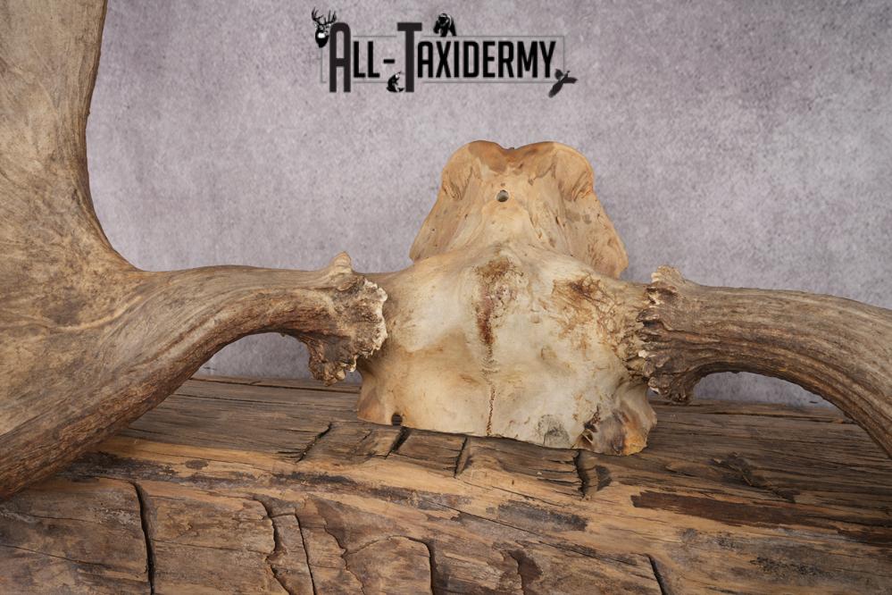 Moose Skull Cap SKU 2848 - Image 3