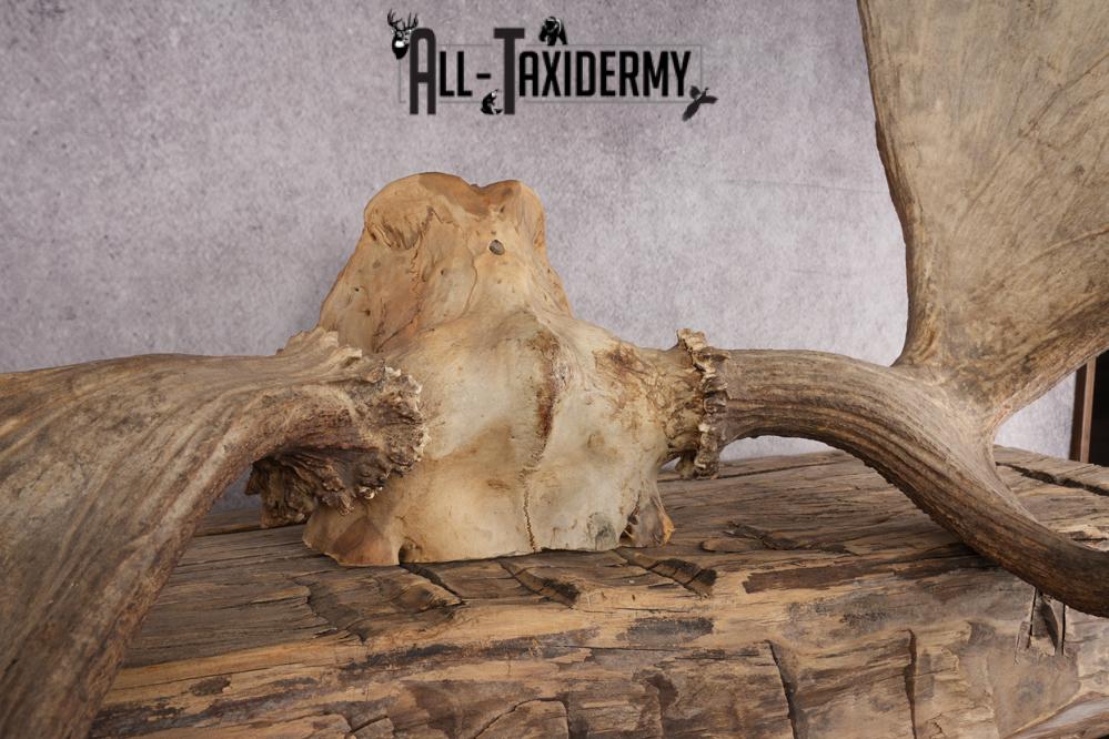 Moose Skull Cap SKU 2848 - Image 2