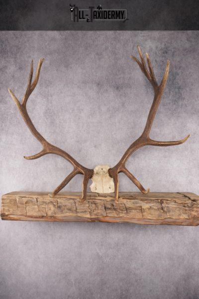 Elk Skull Plate SKU 2833