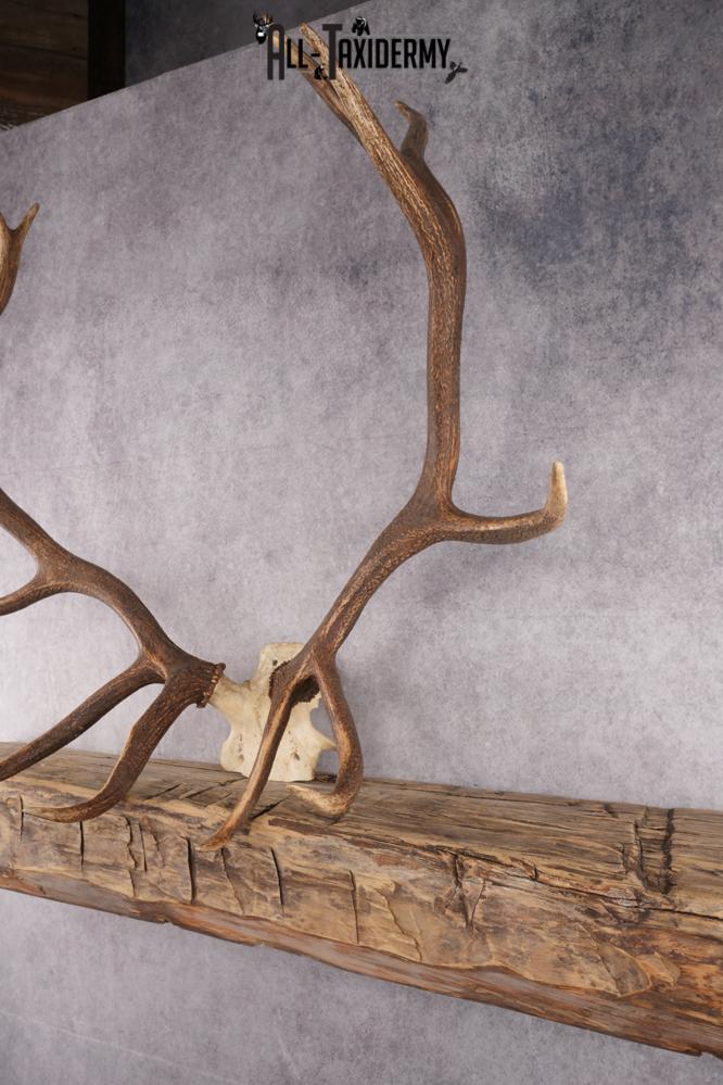 Elk Skull Plate SKU 2833 - Image 4