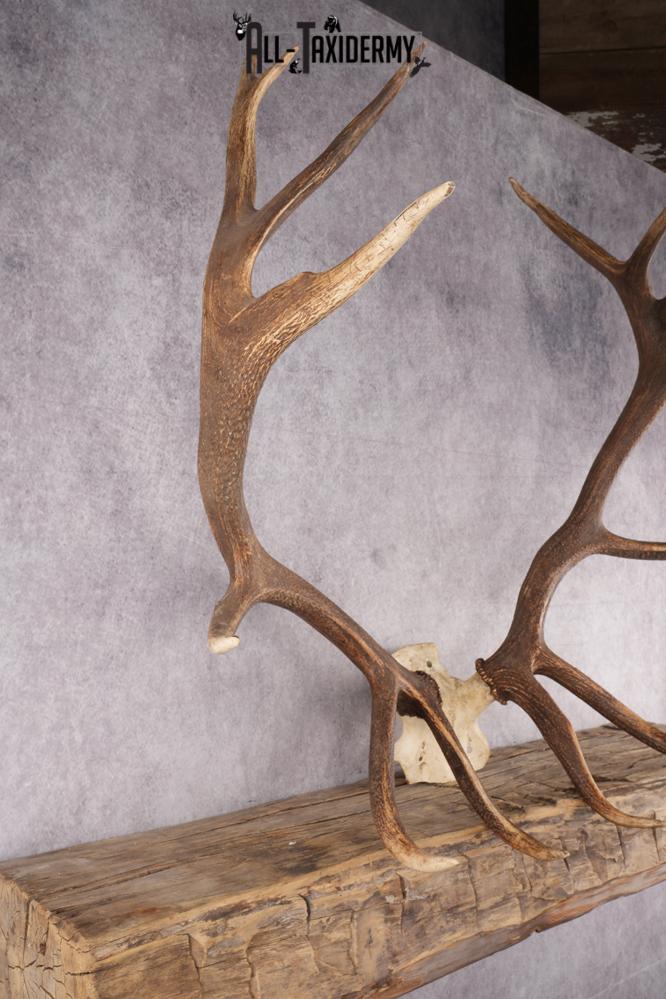 Elk Skull Plate SKU 2833 - Image 3