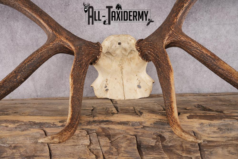 Elk Skull Plate SKU 2833 - Image 2