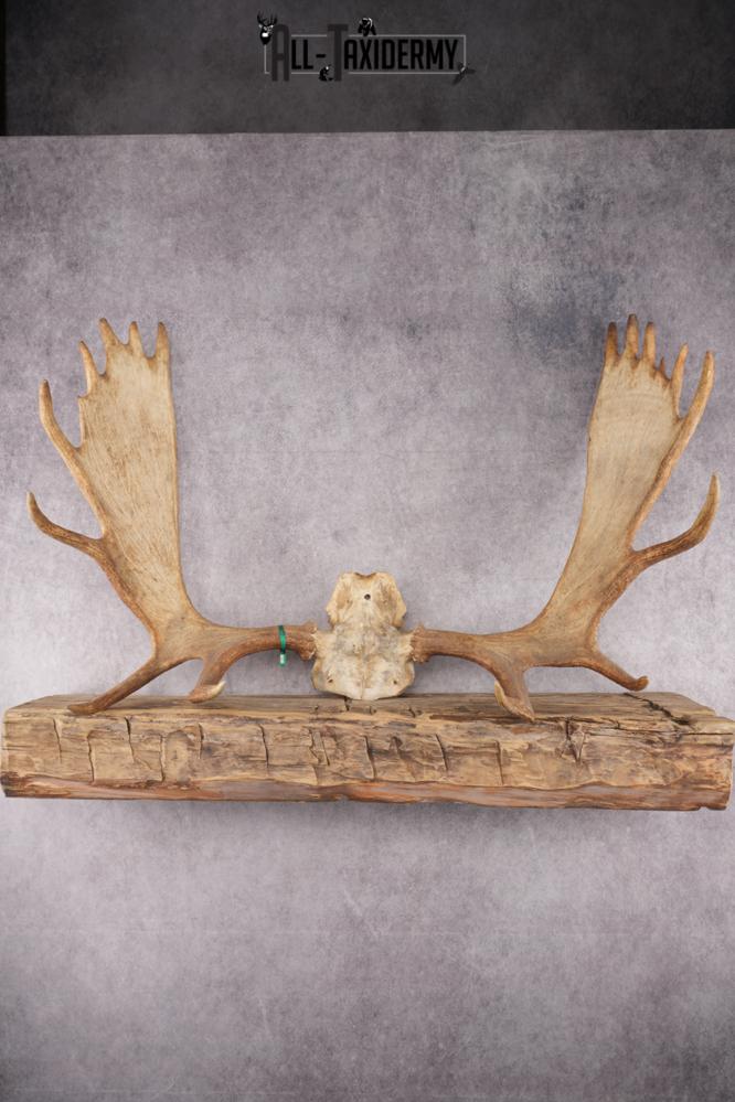 Moose Skull Plate SKU 2840