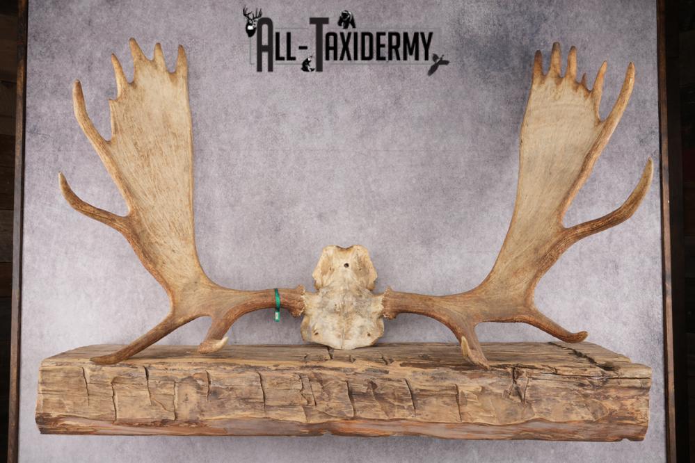 Moose Skull Plate SKU 2840 - Image 6