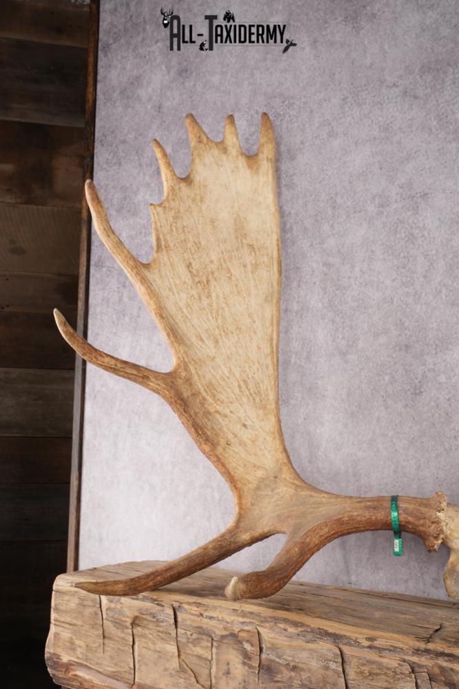 Moose Skull Plate SKU 2840 - Image 5