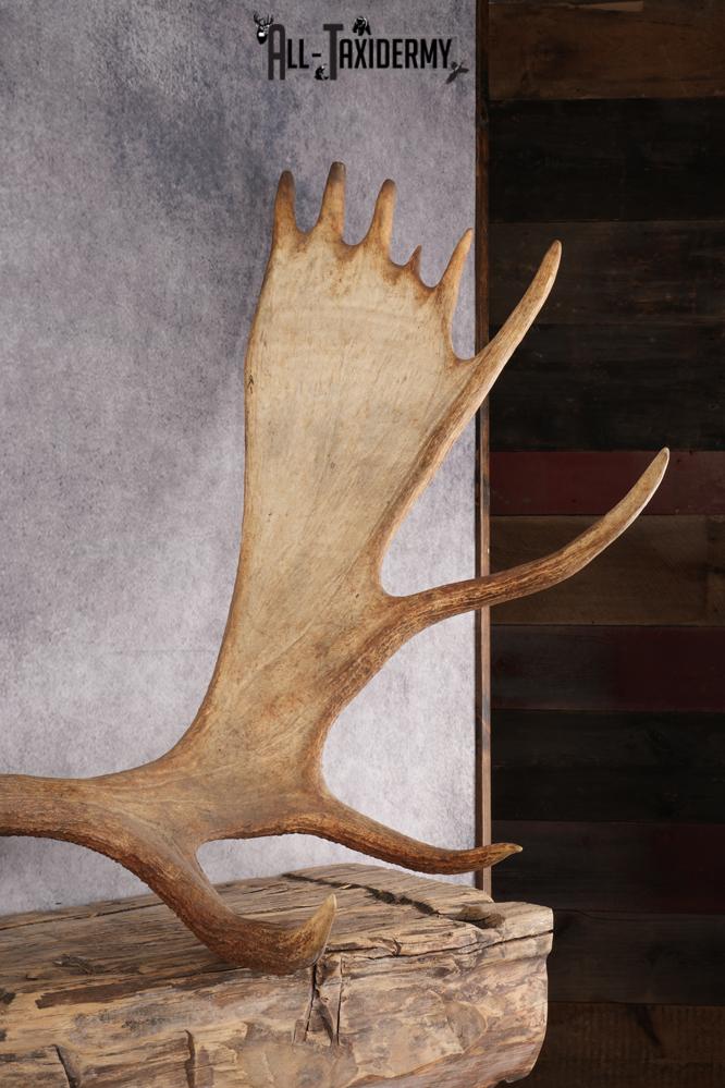 Moose Skull Plate SKU 2840 - Image 4