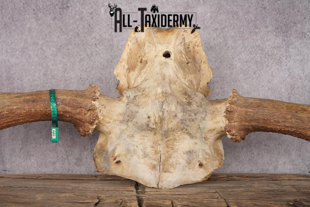 Moose Skull Plate SKU 2840 - Image 3