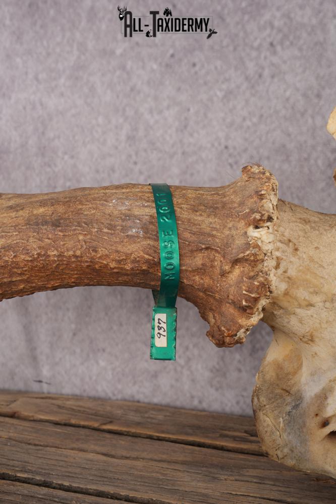 Moose Skull Plate SKU 2840 - Image 2