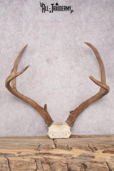 Mule Deer Skull Plate SKU 2838