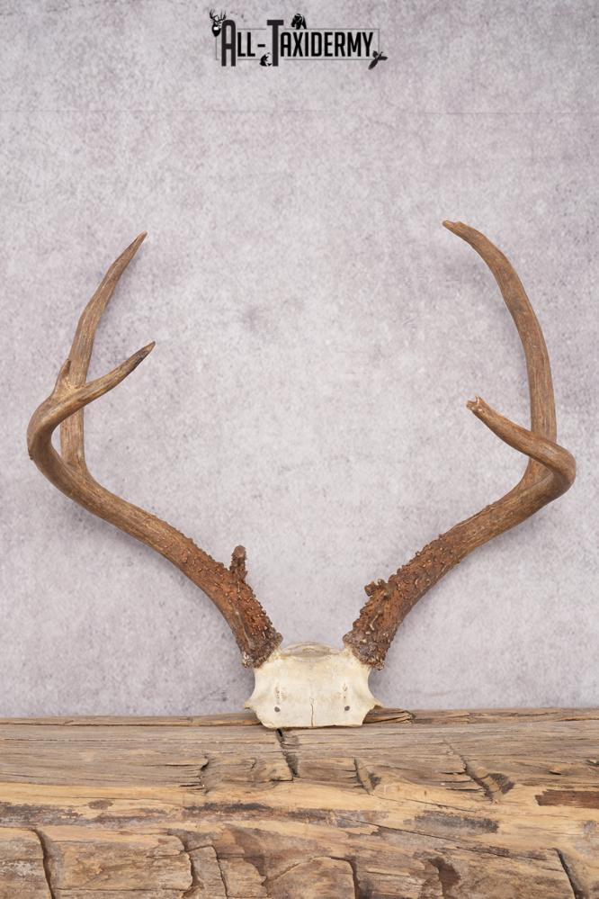 Mule Deer Skull Plate SKU 2838
