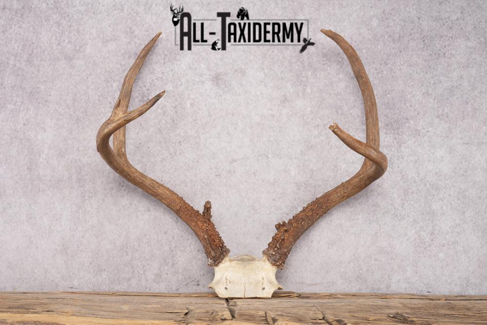 Mule Deer Skull Plate SKU 2838 - Image 5