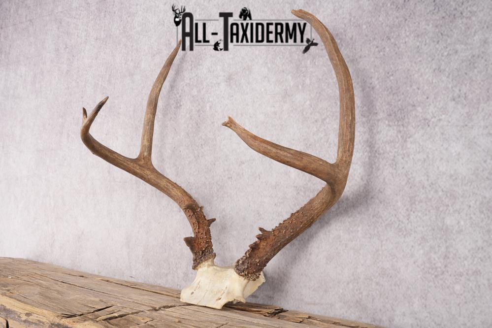 Mule Deer Skull Plate SKU 2838 - Image 4