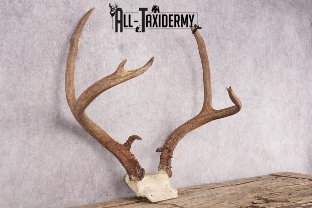 Mule Deer Skull Plate SKU 2838 - Image 3