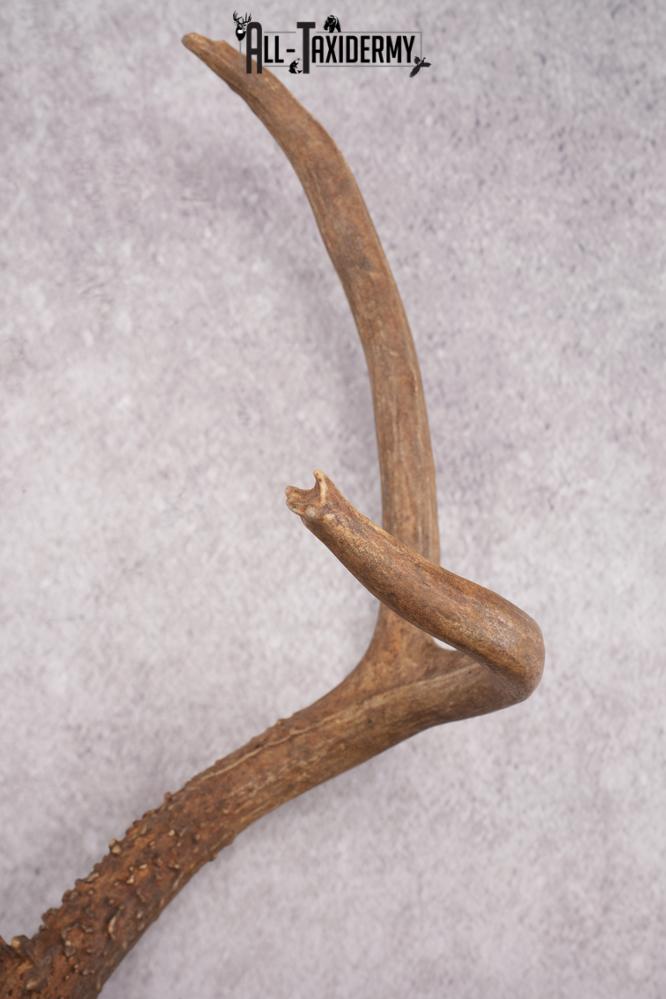 Mule Deer Skull Plate SKU 2838 - Image 2
