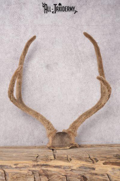 Mule Deer Velvet Skull Cap SKU 2839