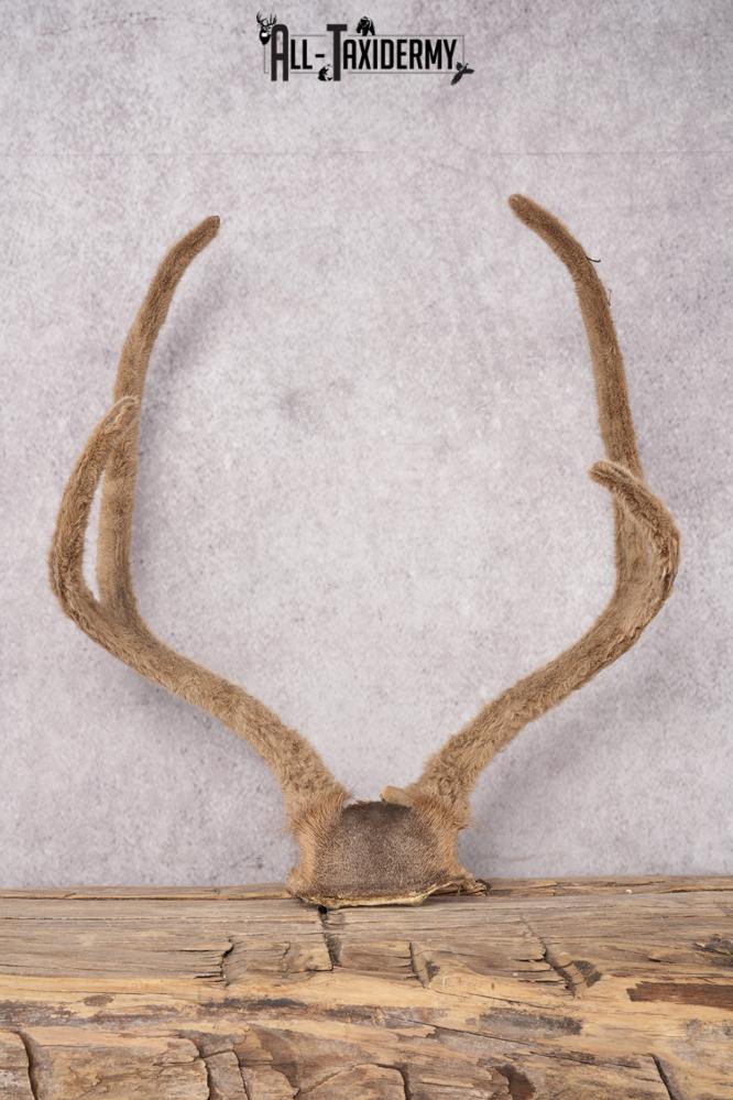 Mule Deer Velvet Skull Cap SKU 2839